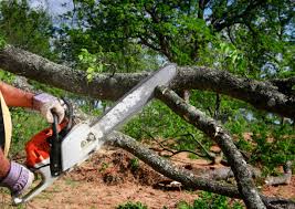 Best Tree Disease Treatment  in Trophy Clu, TX