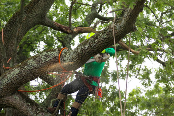 Best Lawn Mowing  in Trophy Clu, TX