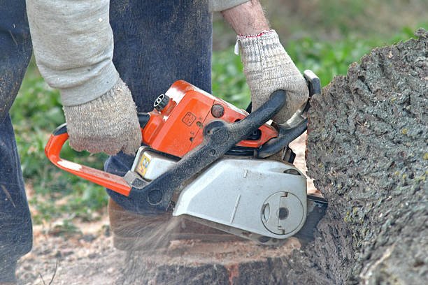 Trusted Trophy Clu, TX Tree Services Experts