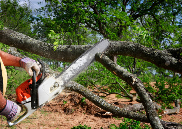 Best Firewood Processing and Delivery  in Trophy Clu, TX