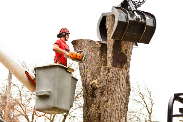 Best Tree Maintenance Programs  in Trophy Clu, TX